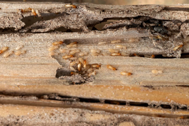 Best Emergency Pest Control  in Salem, WV